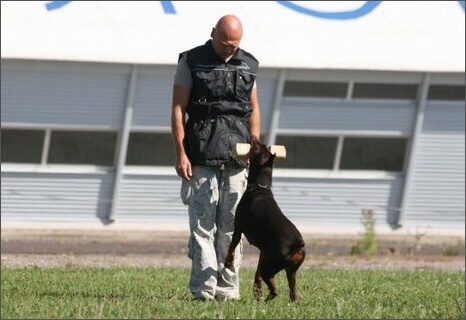 Sasha - Estonia championship 2007  in IPO 3